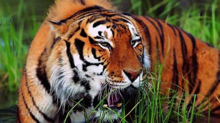 Indien, Land der Tiger