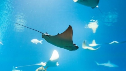  Größtes Meerwasseraquarium in Südamerika vor Eröffnung