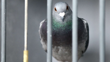 Indische Polizei fängt Taube wegen Spionageverdachts
