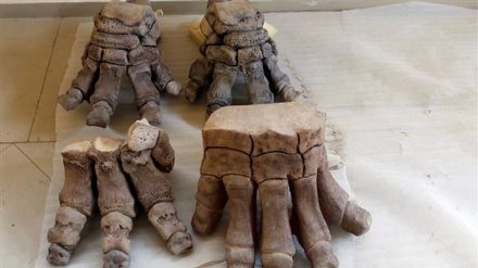 Überreste eines 14.000 Jahre alten Mammuts in Mexiko ausgegraben
