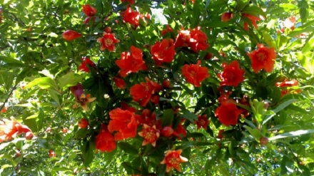 Frühling in Susa: Granatapfelblüte 