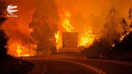 Portugal: Mehr als 60 Tote bei Waldbrand