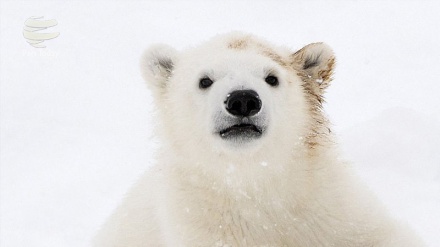Bilder von Polarbären