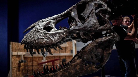 65 Millionen Jahre alter Dinosaurier in Paris