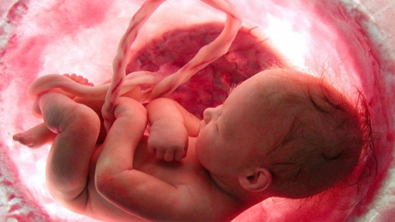 Deswegen „Ewiges Wunder“ (13 – aus der Sicht der Embryologie) 