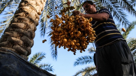 Iran: Dattelernte in Provinz Khuzestan