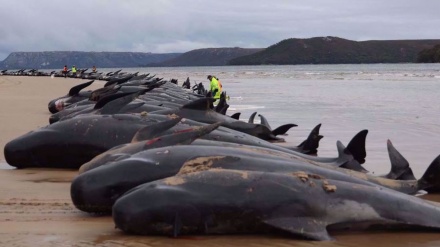Mehr als 50 Grindwale sind in Schottland gestorben
