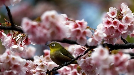 'Sizdah-be-dar' - Tag in der Natur in Iran